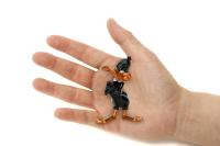 Daffy Duck figúrka 2,5"